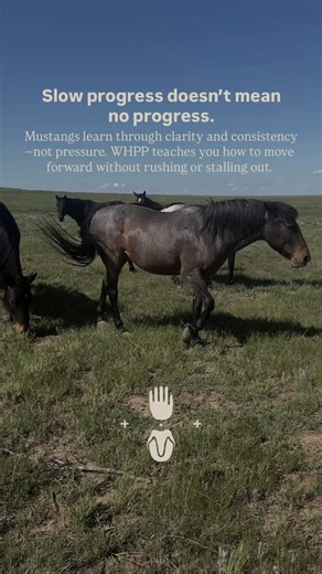 Adopted a Mustang? You don’t need more opinions—you need a plan. The Wild Horse Partnership Program (WHPP) is a step-by-step training and mentorship program designed specifically for Mustang adopters who want to build a safe, respectful, and successful partnership—without fear, force, or confusion. Whether your Mustang just came home or you’ve been stuck in uncertainty for months, WHPP gives you clear guidance, ethical training principles, and real support—so both you and your horse can succeed.