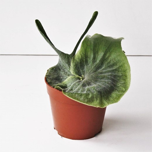 Rare Live Platycerium Superbum, Staghorn Fern - USA Seller - Etsy