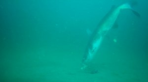 We see how fish react underwater to chicken liver and jell-o chicken! The results were epic! | Thefishinmagician2.0