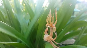 2.6K views · 21 reactions | It's not everyday you see a Huntsman spider shed its skin...  | Storytrender | Facebook