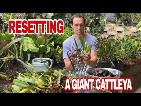 Overgrown Cattleya Orchid Reset: Division, Fungus Treatment & Mounting Strategy