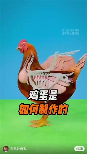 Yap Dollar (Taylor’s version) on TikTok