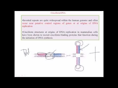Cruciform DNA