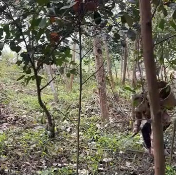 261K views · 2.3K reactions | From Prey to Protected A Mother s Wild Encounter with the Jungle King | Primitive wilds Life | Facebook