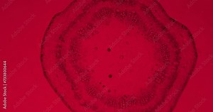 Cotton stem under a microscope with moving germs, microbes and bacteria. Infected view with a thriller red filter. Microscopic view of plant cells. Cotton under a scope. A plant stem close up