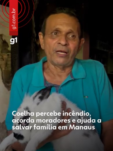 ​🐇​ Heroína - Uma coelha de estimação foi decisiva para salvar uma família durante um incêndio registrado na madrugada de terça-feira (9), em uma residência na rua Major Isidoro, no bairro Petrópolis, Zona Sul de Manaus. O animal começou a agir de forma incomum, batendo e arranhando a porta do quarto, o que acordou os moradores e permitiu que eles deixassem o local a tempo. Segundo o Corpo de Bombeiros Militar do Amazonas (CBMAM), cinco pessoas estavam na casa no momento do incêndio: Miguel Men