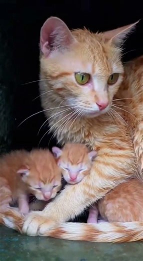 Last Refuge, Mother Cat and Kittens Trapped on Broken Power Pole in Flood #FloodSurvival; #MotherCa