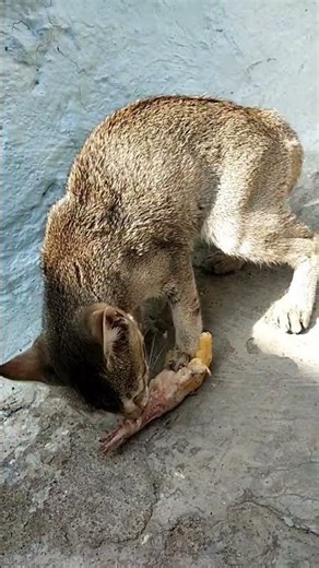 Cat Eating Chicken Leg ll Kitten Eating Leg ll #shorts