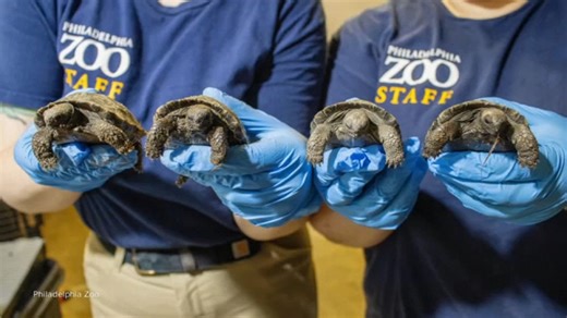 Tortoise hatchlings to make public debut at Philadelphia Zoo after mother sets world record