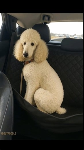 86K views · 2.8K reactions | He doesn’t know it yet. In the back...