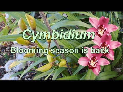 CYMBIDIUM Orchids 🌺 Blooming season is back 🌞🍂🌿 LEGENDAS em PORTUGUÊS