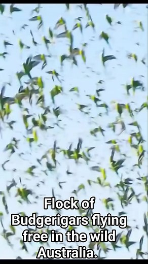 816K views · 22K reactions | Flying free in the wild. | Avian Files | Facebook