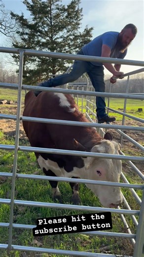 Here we go again Rufus #rufusthebull