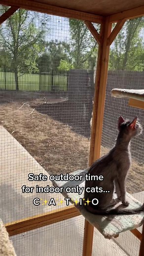 DIY Catio Ideas for Safe Outdoor Time | Catio for Indoor-Only Cats