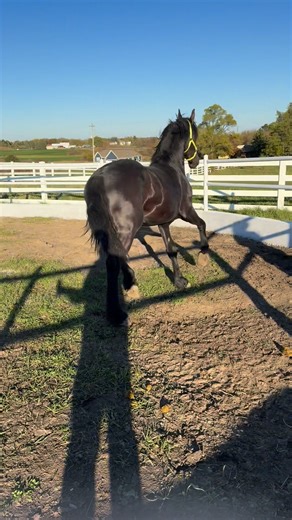 10K views · 176 reactions | Tremendo Potrillazo NANE 492 x HESSEL 480, importado con full paper en su registro. Con tan solo un año y medio de edad ya está enorme en altura. Considera este potro es algo muy especial. Informes Jose Sanchez | Buenavista Ranch of Wisconsin | Facebook