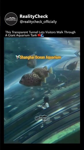 Giant Aquarium Tank!