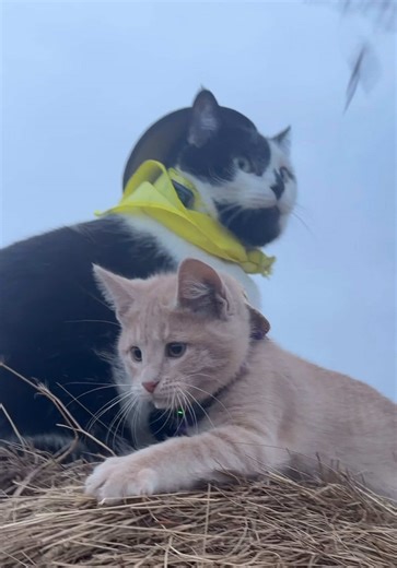 Jack Spicer's Kitty Cat Cowboy Adventures