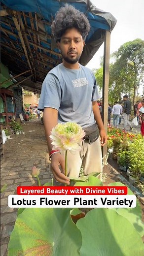 Rare Multi Petal Lotus 🌸 Divine Beauty at Galiffstreet!