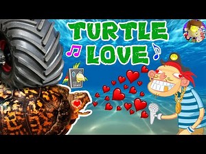 Turtle Love 🎵 Raptain Hook (WE SAVED AN INJURED TURTLE! FUNnel Vision Pet Smart Habitat Music Video)