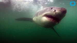 2.1K views | Unprovoked sharks bit humans 98 times globally last year, according to the International Shark Attack File's report earlier this week. That it is the highest number on record since such data was logged 57 years ago. The previous high was 88, which was set in 2000. | Journal-News | Facebook