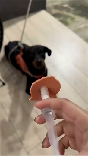 Slick ways of giving your dog medicine