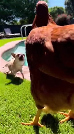 Mom Hen’s Revenge: Chihuahua Goes From Tough Guy to Wet Nugget | Mini Madness