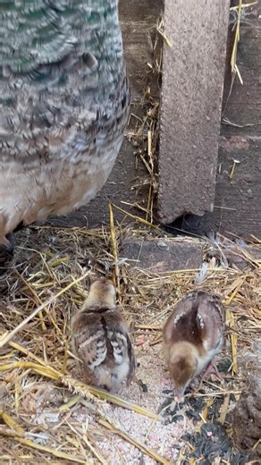 83K views · 11K reactions | Our peahen Chick-Jagger and peachicks doing well. #peachicks #peafowl #chickjagger | Caenhill Countryside Centre | Facebook
