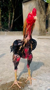 12K views · 386 reactions | Java Aseel on Reels | Facebook