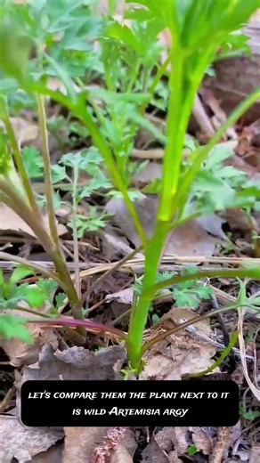 😲 Most People Confuse These Two Plants — Here's the Difference!