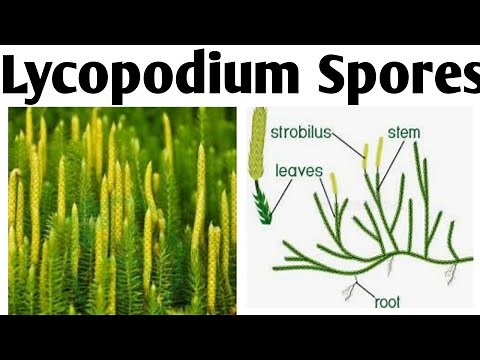 Lycopodium Spores Method| Pharmacognosy|B.Pharm 4 Sem #lycopodiumspore #lycopodiumsporemethod