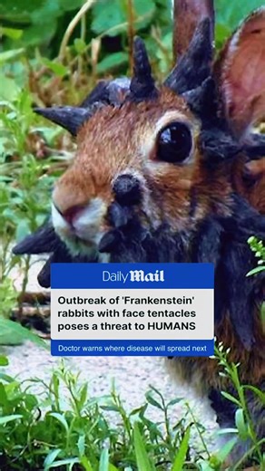Frankenstein Bunny A Bizarre Virus Growing Horns On Rabbits Shoppe Papilloma a Virus That Causes Rabbits to Sprout Horns or Tentacle like Growths on their face The Franken Bunny #News #Virus #FrankenstineBunny #Wildlife #Scary #Reelsfyp | Armin Sabic