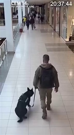 Security footage from the Eastgate Shopping Center in North Carolina shows the unwavering bond between a Soldier and their Service Dog. The veteran walking through the corridor is David. He's 32 years old with 2 deployments.He was diagnosed with PTSD in 2019 and crowds immediately trigger anxiety attacks. The German Shepherd walking beside him is 5 yr old Atlas. David's certified service animal for three years.David told a local news outlet he had driven to the mall to pick up a prescription fro