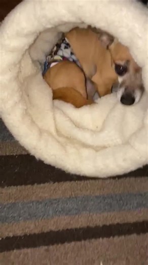 Navy Fleece Dog Sleeping Bag, Washable Pet Bed