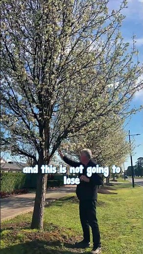 Cleveland Pear tree is a truly popular ornamental pear for its natural tear drop shape.