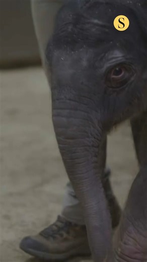 For the first time in nearly 25 years, The Smithsonian National Zoo and Conservation Biology Institute welcomed a female Asian elephant calf on Monday. Asian elephants are an endangered species. Shortly after the calf’s birth, keepers conducted a comprehensive exam, which required the calf to stand and walk to a scale. Within five hours of birth, the calf was walking on her own. 🎥: Courtesy of Smithsonian's National Zoo and Conservation Biology Institute | The Baltimore Sun