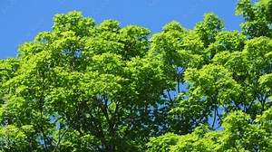 Early summer maple tree with fresh green leaves. Shot at 60 fps and rendered at 30 fps, half speed 4K clip.