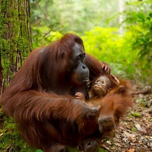 1.8K reactions · 157 shares | Thank you for standing up for endangered Orangutans! Will you take the next step and set up a monthly gift for 2020? | Rainforest Action Network - RAN | Facebook