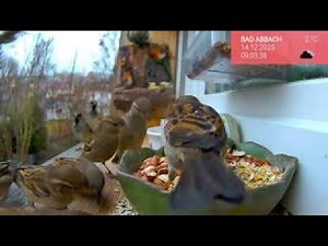 15.12. Vogelbeobachtung live 🐦 Spatzen, Meisen & Amseln im Wintergarten