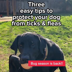 11K views · 126 reactions |  Protect your dog or cat from fleas & ticks with this lab-proven, vet-approved flea & tick collar. Plant-powered. | Wondercide | Facebook