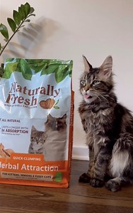 We're proud to be Clyde's top litter choice! 🧡 Our all-natural walnut shell litter is made sustainably without harmful ingredients, forms tight clumps for easy cleanup, and absorbs odor 3x better than clay 😻​ 🎥 (IG)furassicpark | Naturally Fresh Cat Litter