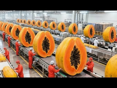 Inside a Modern Papaya Drying Factory - From Fresh Papayas to Premium Dried Products (Full Process)