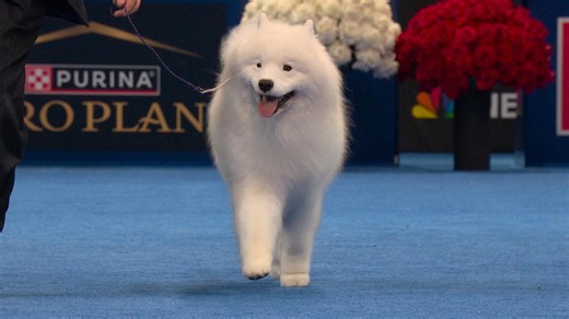 2025 NDS: Samoyed