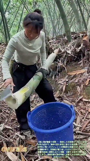 タケノコの収穫！新鮮な収穫テクニック