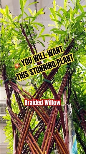 💥GET THIS STUNNING BRAIDED WILLOW PLANT AT COSTCO! #shorts