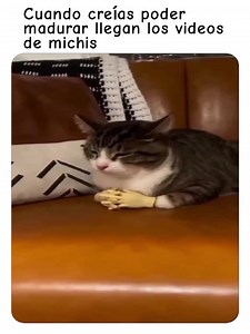 Cuando creías poder madurar llegan los videos de michis #fypシ #memes #virals #michis | En Español Mundial