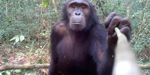 'Exceedingly Rare' Chimp Behavior Caught On Trail Cam Leaves Scientists In Shock