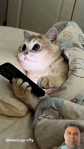 kitna chalak cat #cute #cat #funnyanimal #shorts #funny #video #mira simple life #pleasesubscribe