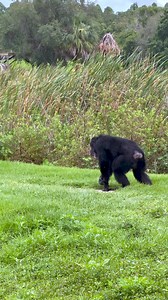 Chimpanzee Grooming! Chimps groom each other for a variety of reasons including hygiene, social bonding, conflict resolution, and maintaining status within their groups! #chimpanzee #grooming #savethechimps #worthythechimp #jude2thechimp | Save the Chimps, Inc.