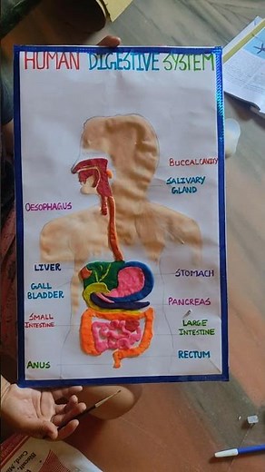 How to prepare Human Digestive system model chart at home..Material used- chartpaper,clay,cardboard.