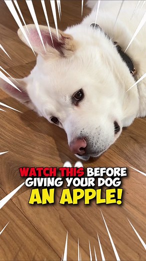 Can dogs eat apples? 🍎🐶 Here’s everything you need to know! #dogfood #dognutrition #dogdiet #dogtoxic #dogownersoftiktok